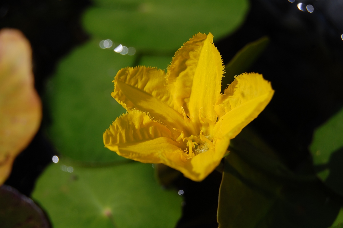 acheter Nymphoides Peltata for sale buy on line (16)