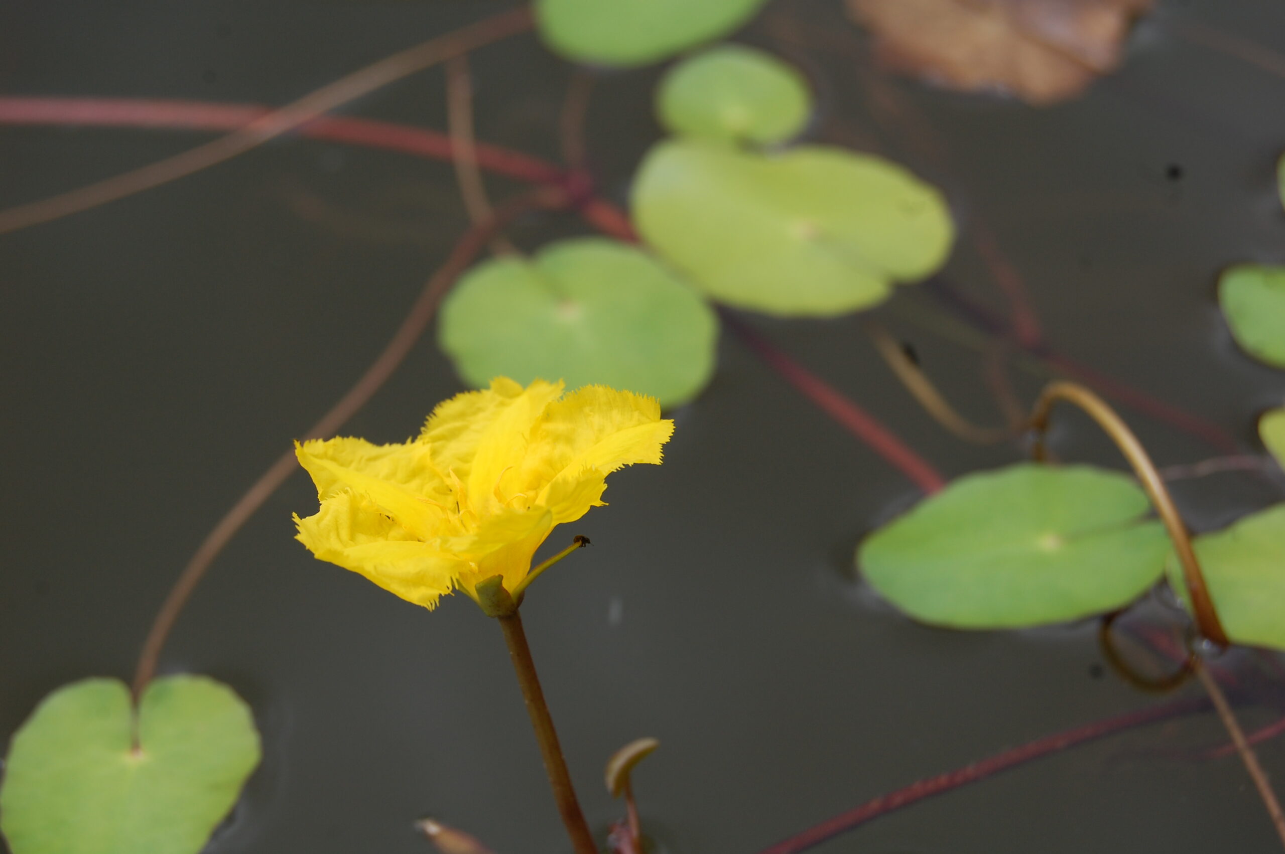 acheter Nymphoides Peltata for sale buy on line (2)