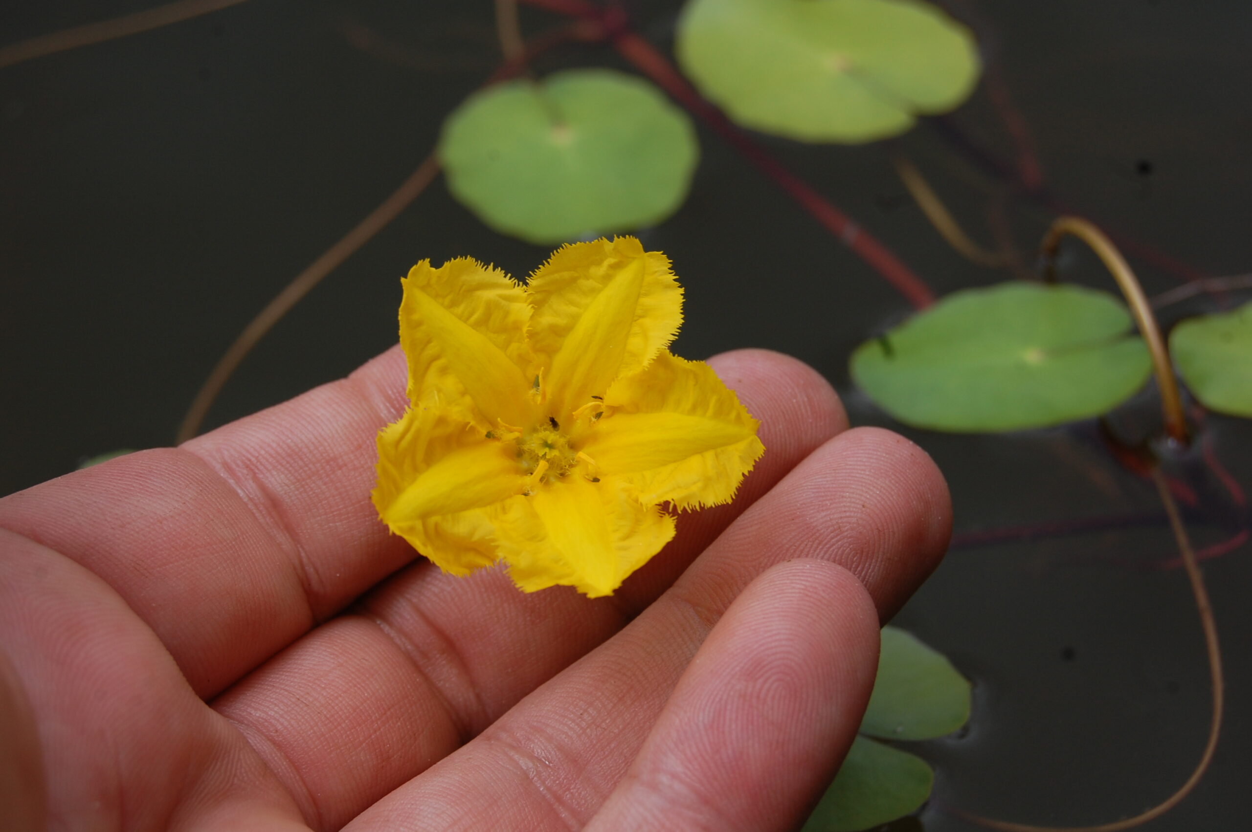 acheter Nymphoides Peltata for sale buy on line (3)