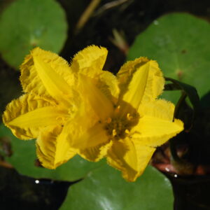 acheter Nymphoides Peltata for sale buy on line (4)