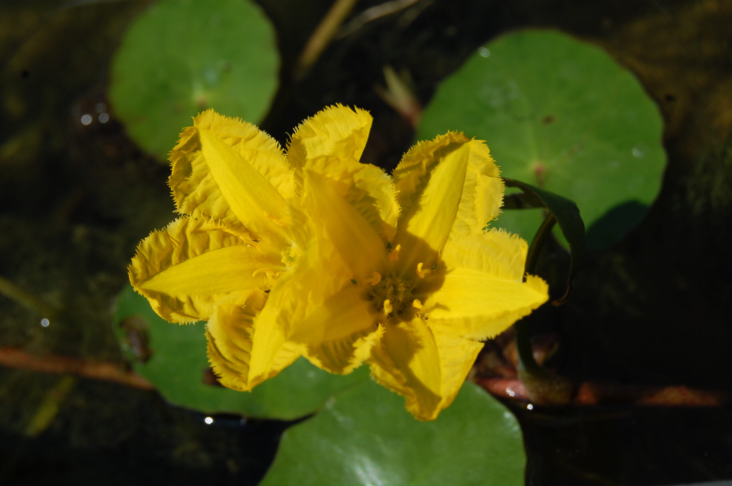 acheter Nymphoides Peltata for sale buy on line (4)