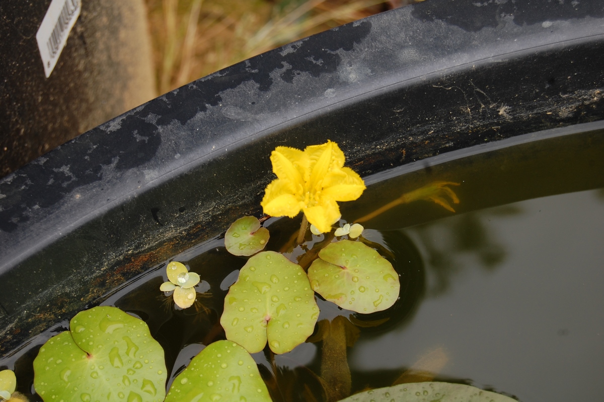 acheter Nymphoides Peltata for sale buy on line (5)
