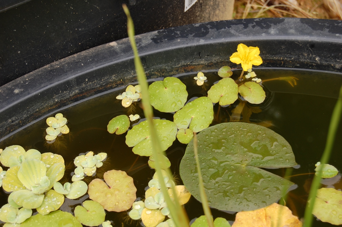 acheter Nymphoides Peltata for sale buy on line (9)