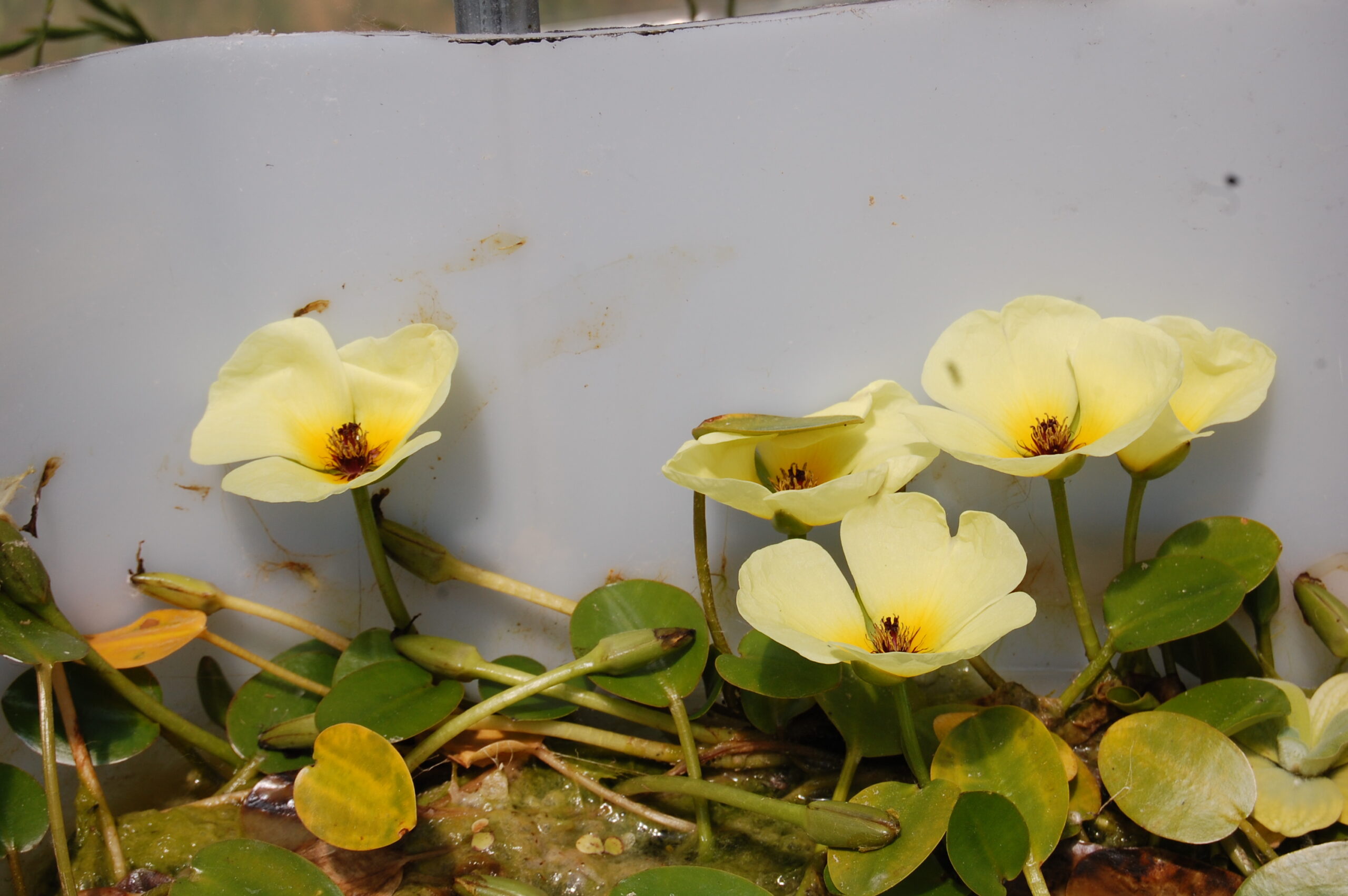 acheter Pavot Aquatique Hydrocleys Nymphoides for sale buy on line (1) Copie Copie