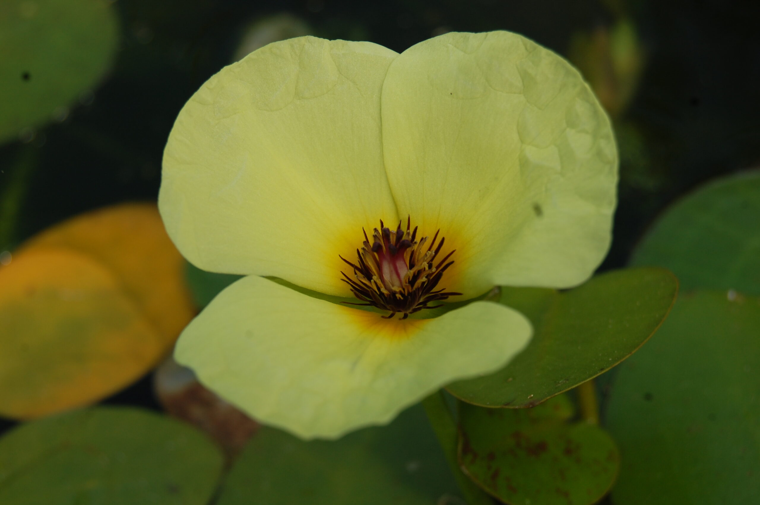 acheter Pavot Aquatique Hydrocleys Nymphoides for sale buy on line (10) Copie