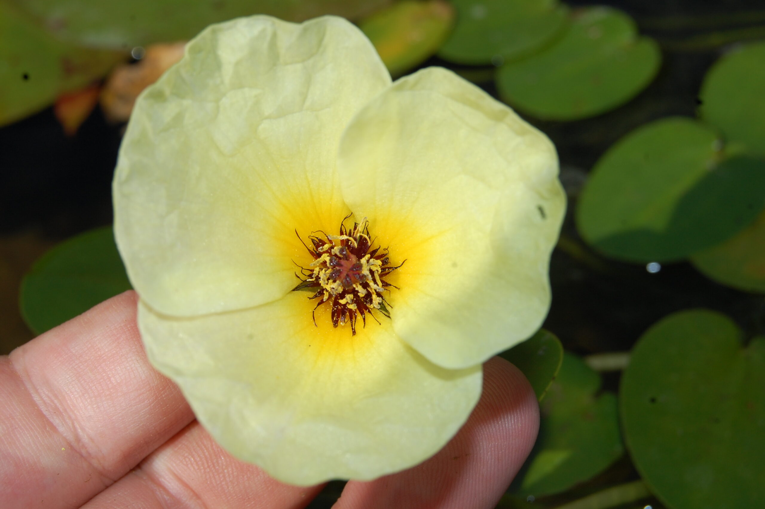 acheter Pavot Aquatique Hydrocleys Nymphoides for sale buy on line (12) Copie