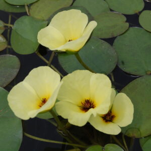 acheter Pavot Aquatique Hydrocleys Nymphoides for sale buy on line (15) Copie