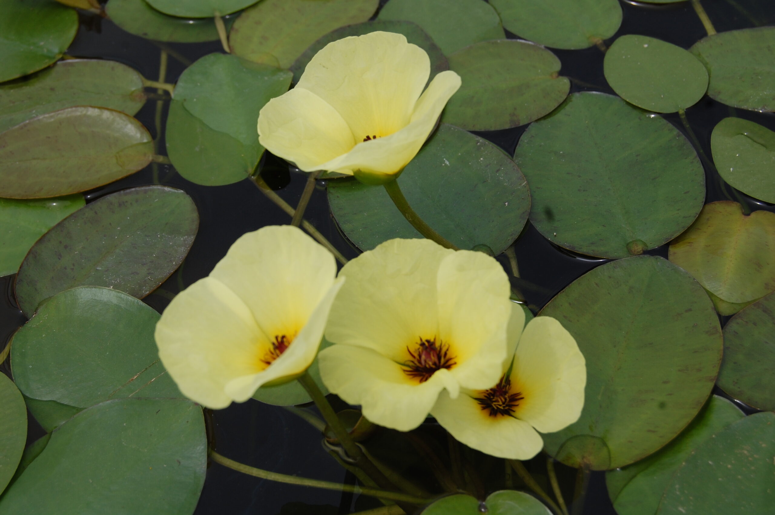 acheter Pavot Aquatique Hydrocleys Nymphoides for sale buy on line (15) Copie