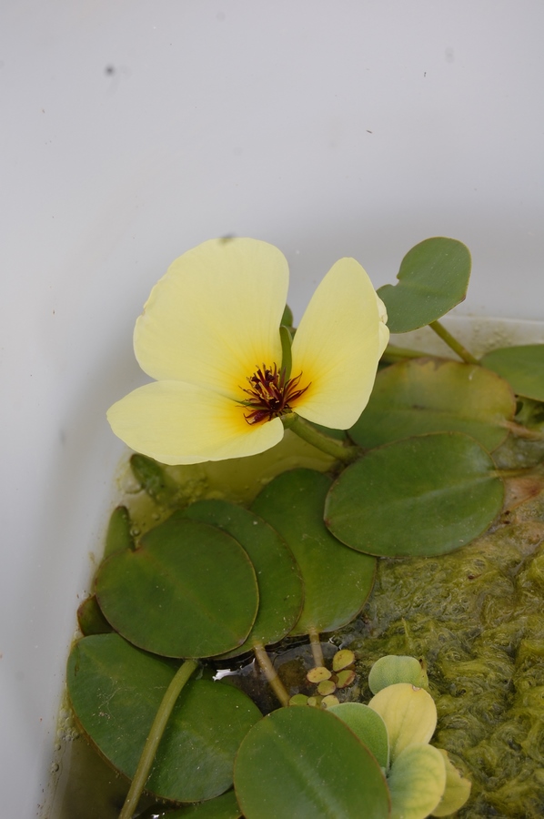 acheter Pavot Aquatique Hydrocleys Nymphoides for sale buy on line (17) Copie