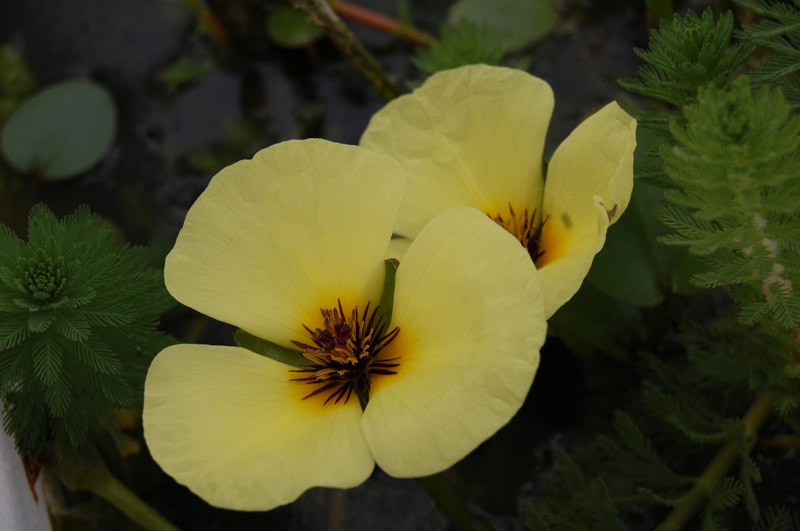 acheter Pavot Aquatique Hydrocleys Nymphoides for sale buy on line (30) Copie