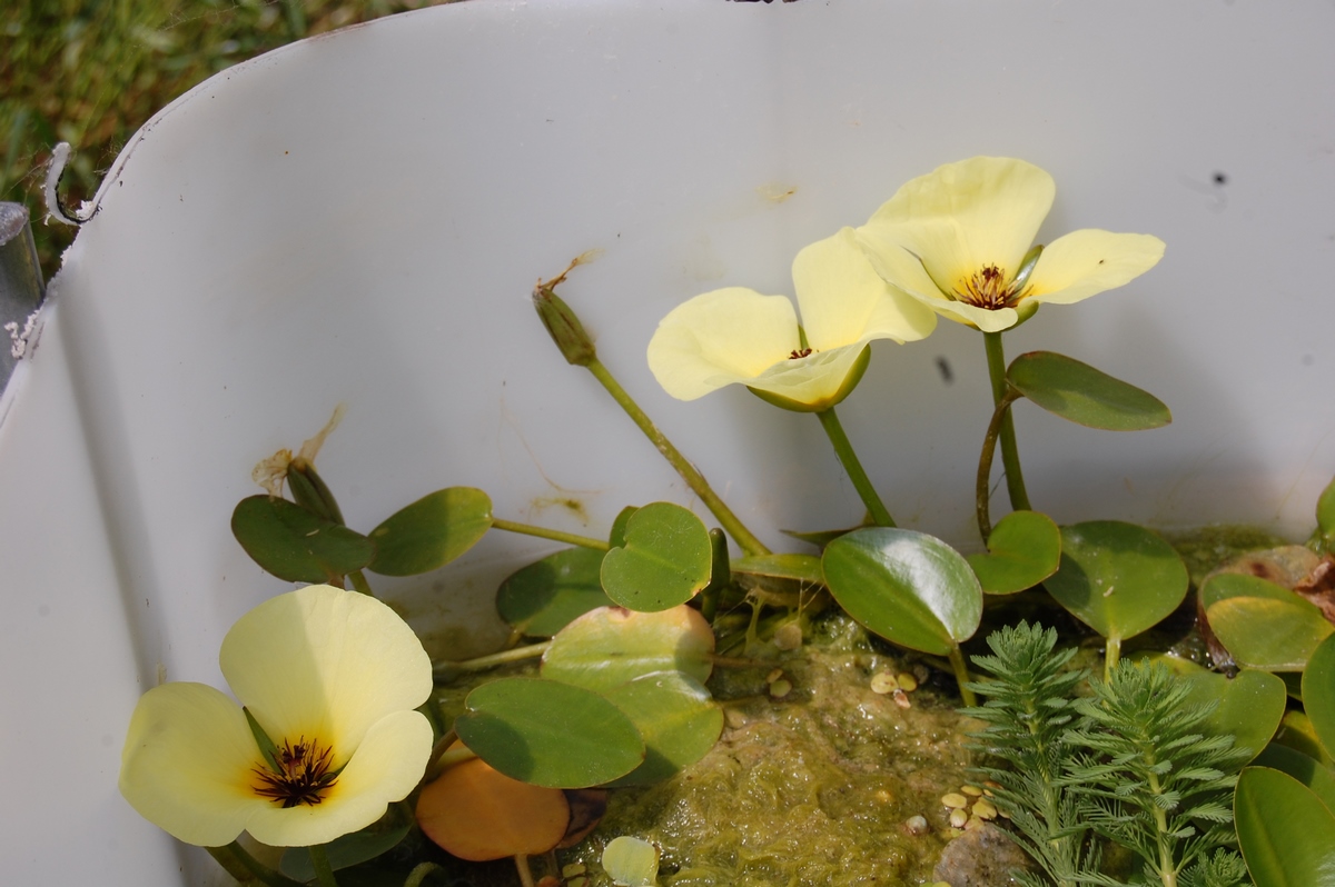 acheter Pavot Aquatique Hydrocleys Nymphoides for sale buy on line (31)