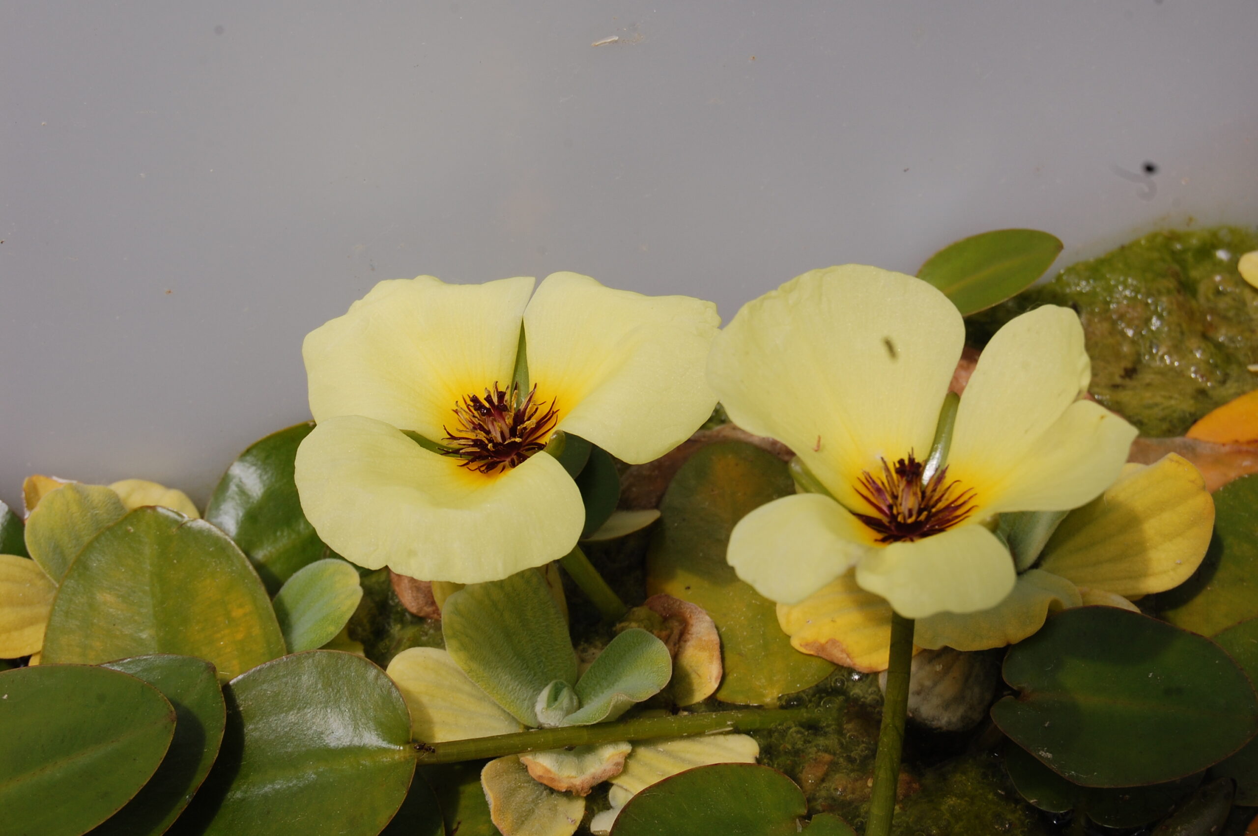 acheter Pavot Aquatique Hydrocleys Nymphoides for sale buy on line (34) Copie