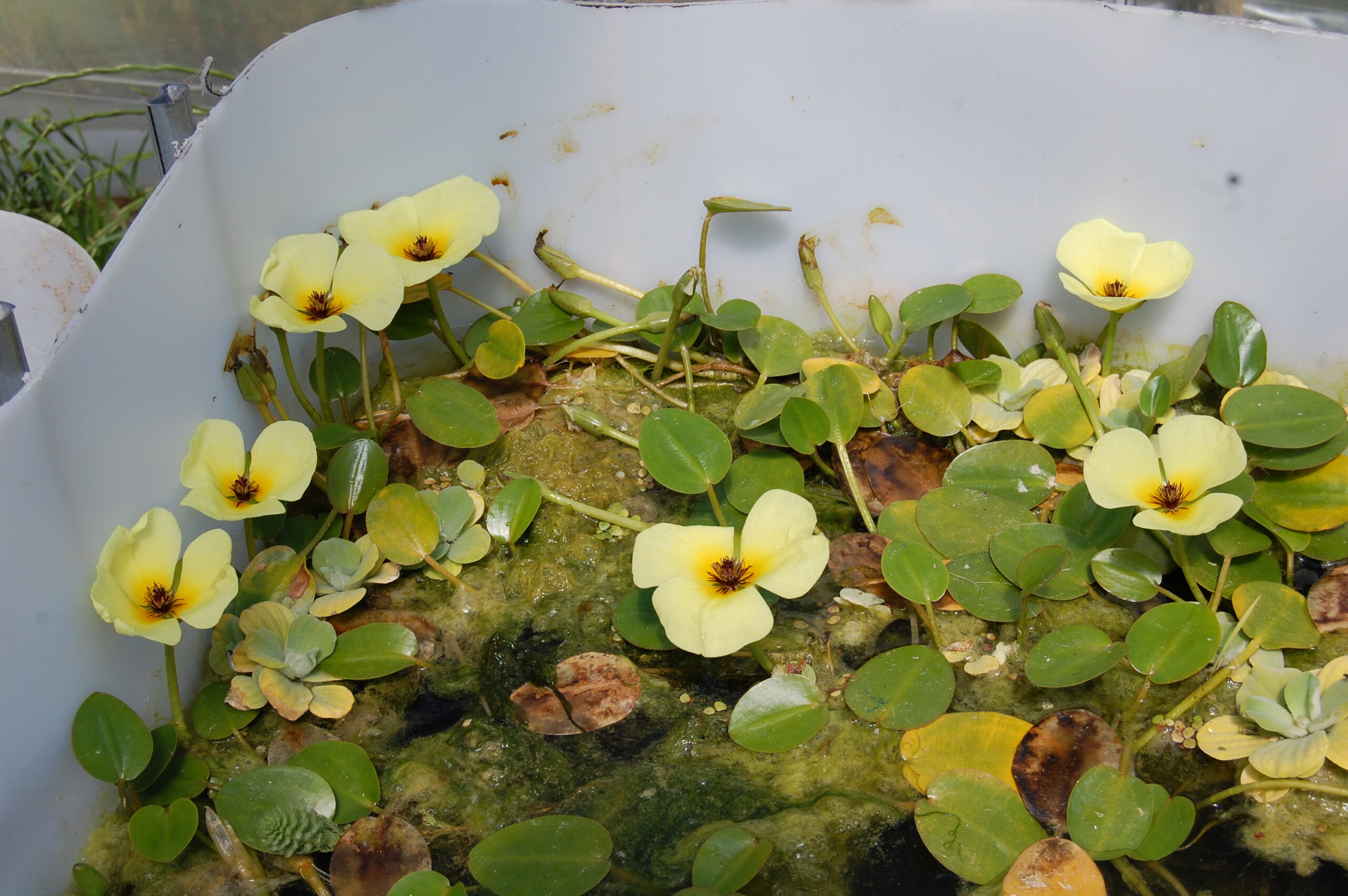 acheter Pavot Aquatique Hydrocleys Nymphoides for sale buy on line (38)