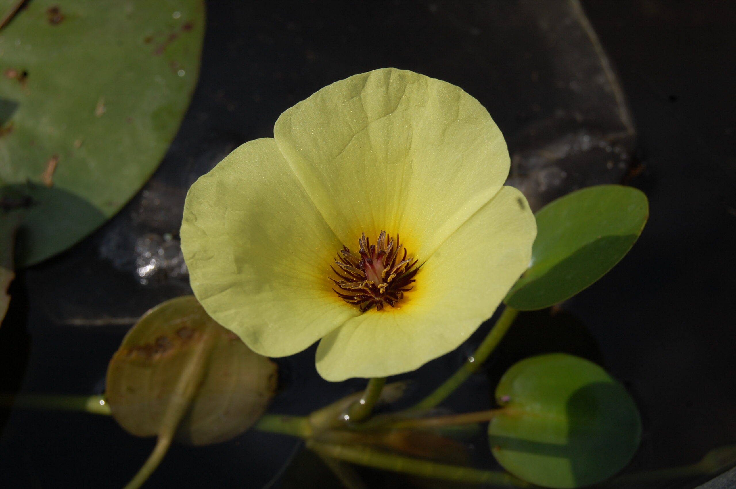 acheter Pavot Aquatique Hydrocleys Nymphoides for sale buy on line (7) Copie Copie