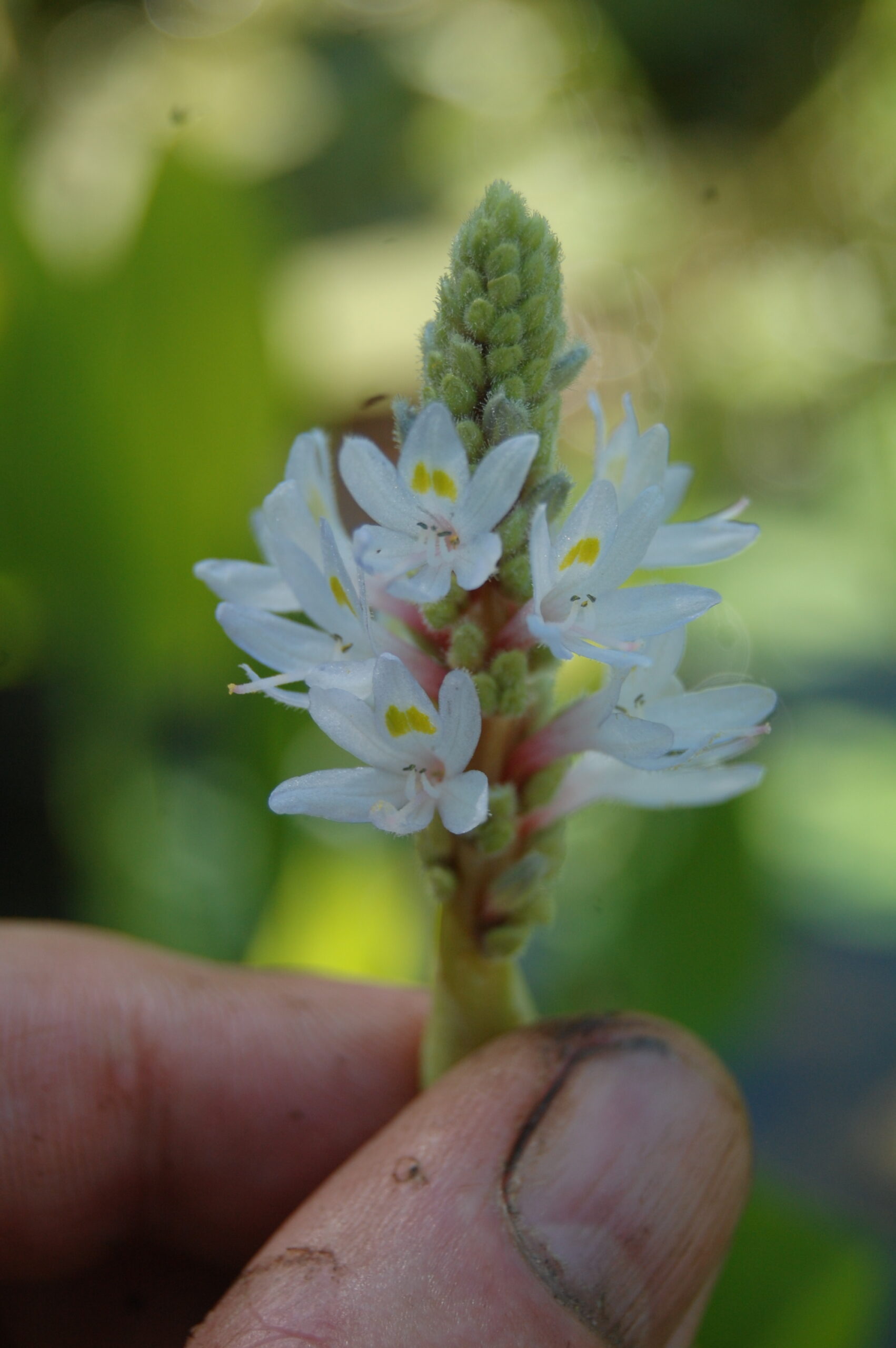 acheter Pontederia Cordata Alba for sale buy on line (13)