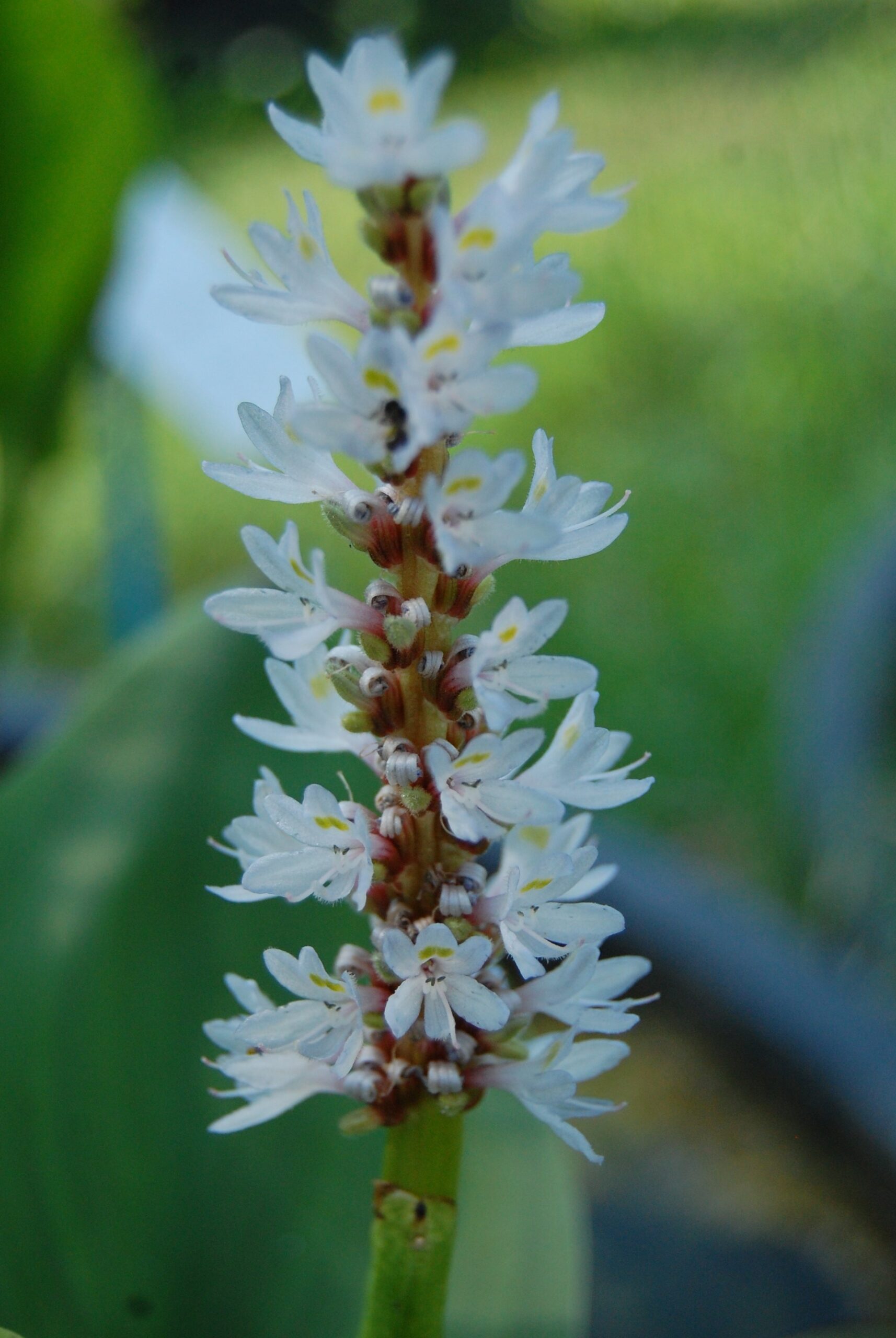acheter Pontederia Cordata Alba for sale buy on line (15)