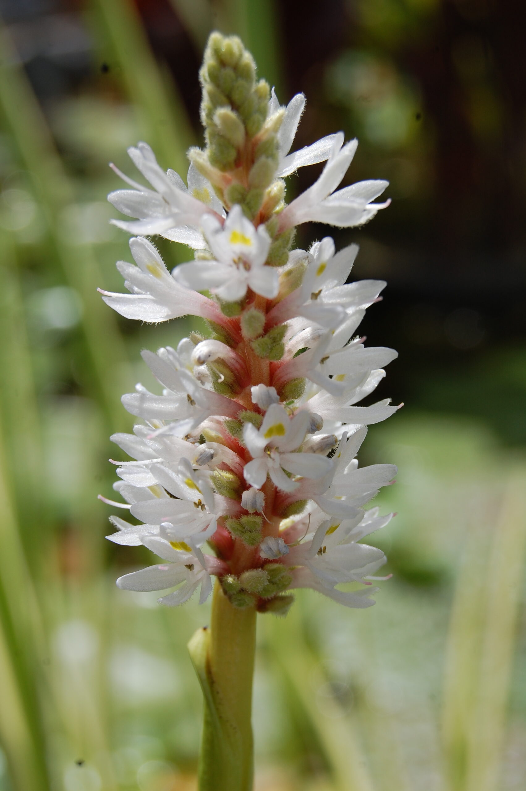 acheter Pontederia Cordata Alba for sale buy on line (2)