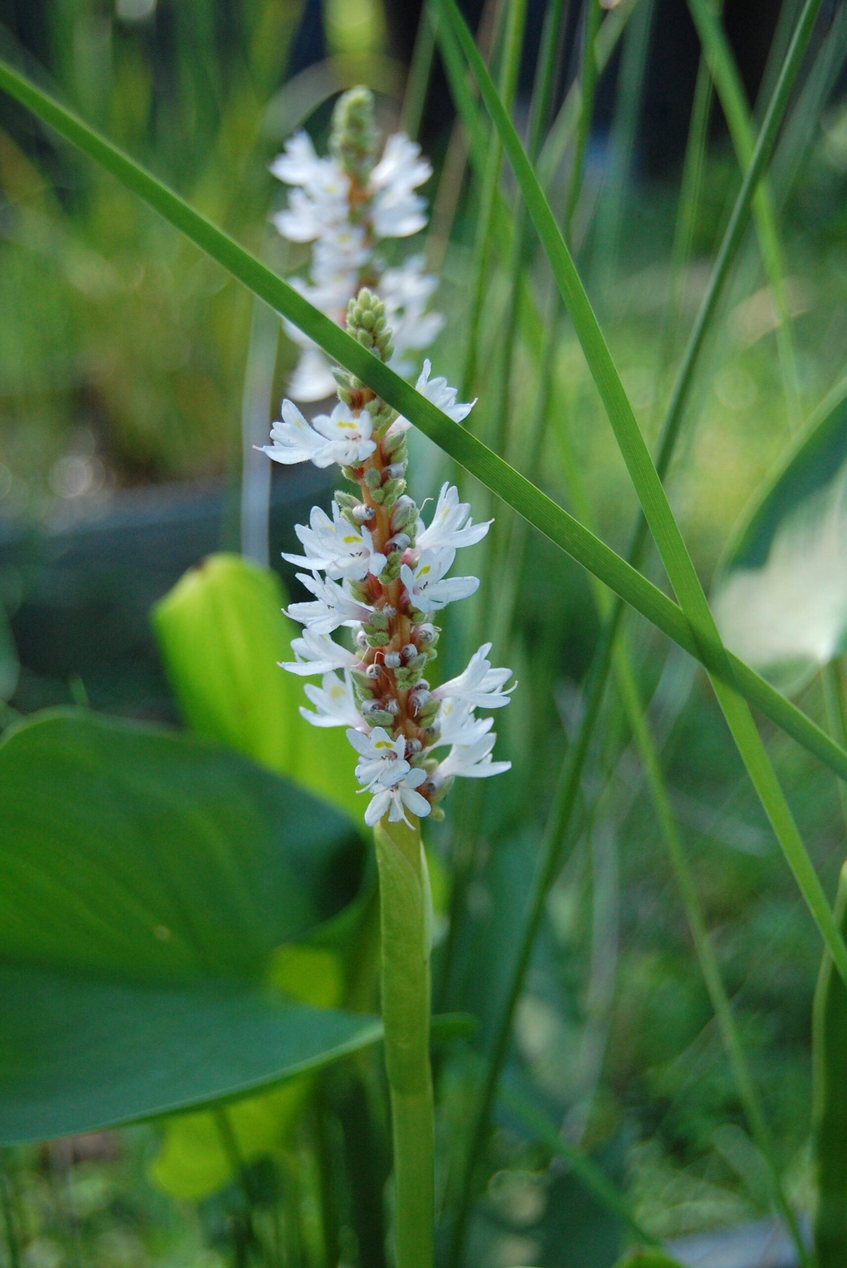 acheter Pontederia Cordata Alba for sale buy on line (20)