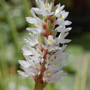 acheter Pontederia Cordata Alba for sale buy on line (7)