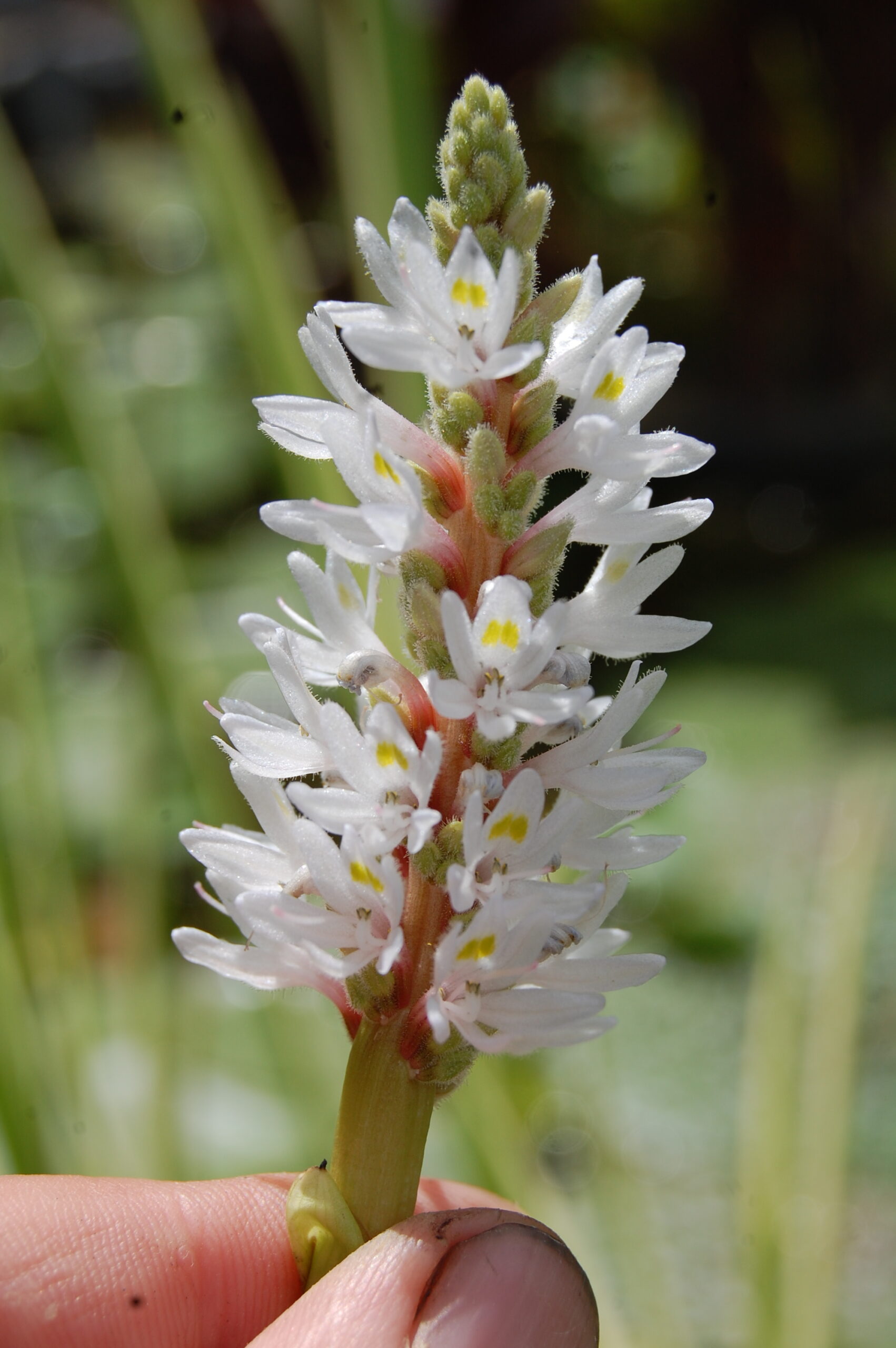 acheter Pontederia Cordata Alba for sale buy on line (7)