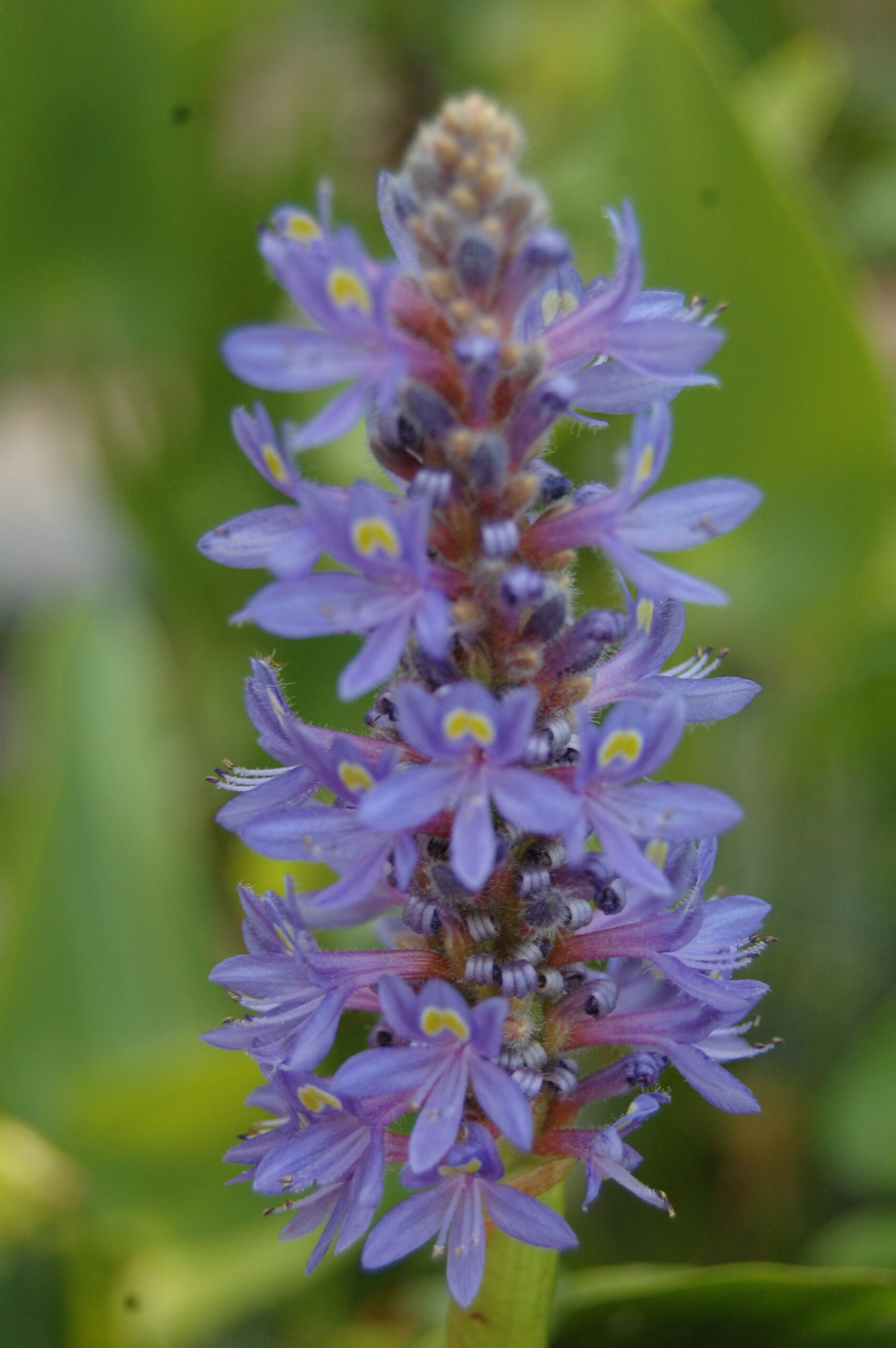 acheter Pontederia Cordata for sale buy on line (1)