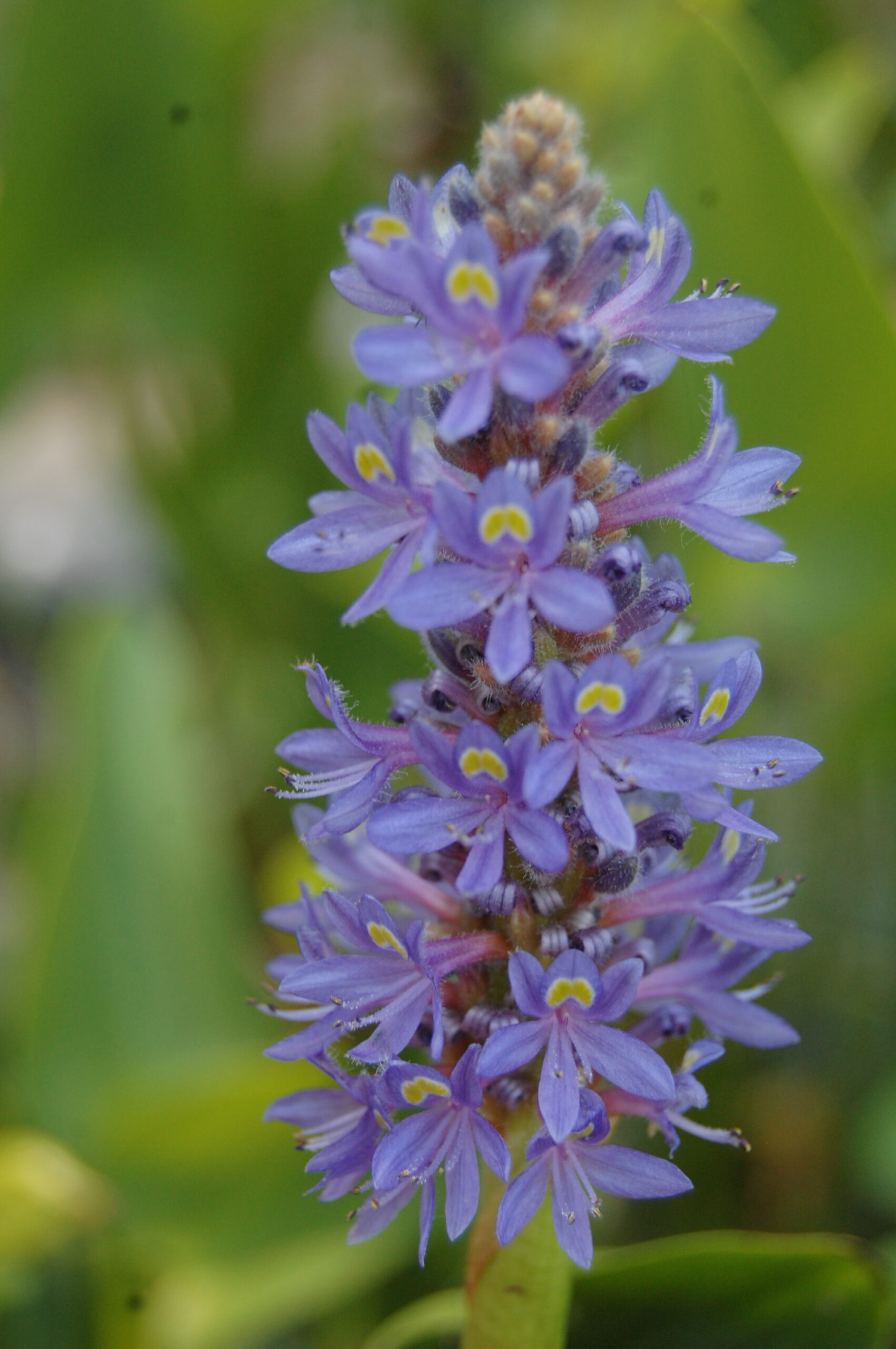 acheter Pontederia Cordata for sale buy on line (11)