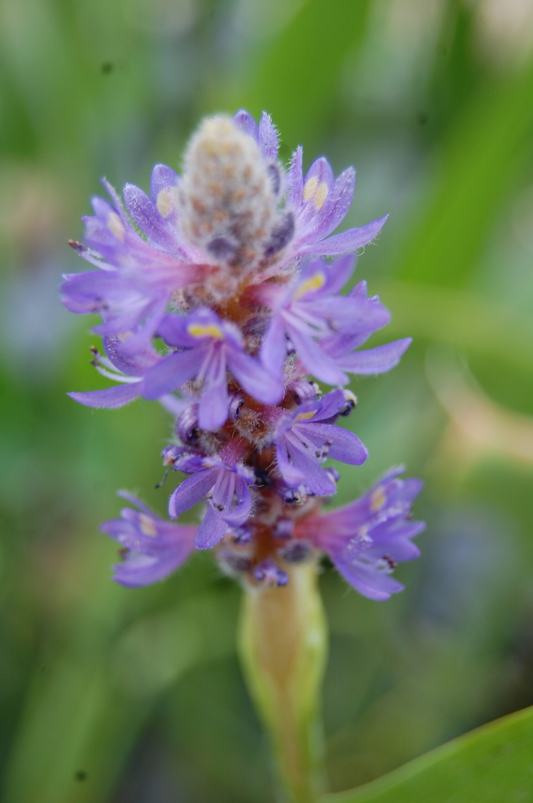 acheter Pontederia Cordata for sale buy on line (2)