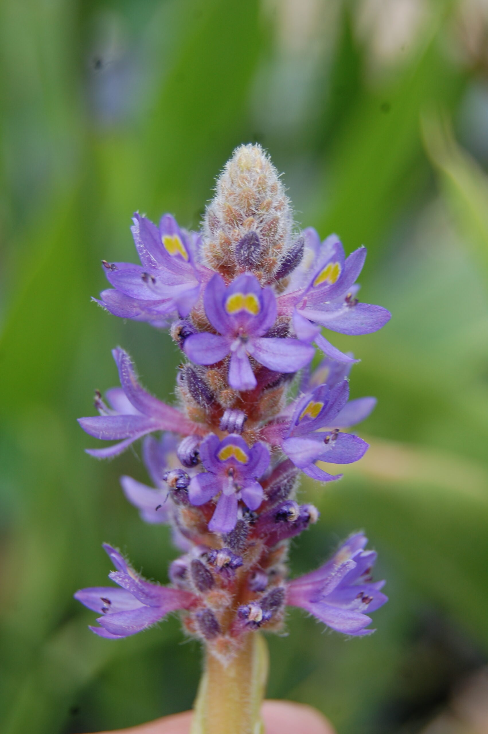 acheter Pontederia Cordata for sale buy on line (3)