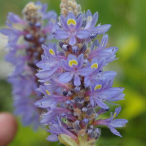 acheter Pontederia Cordata for sale buy on line (7)