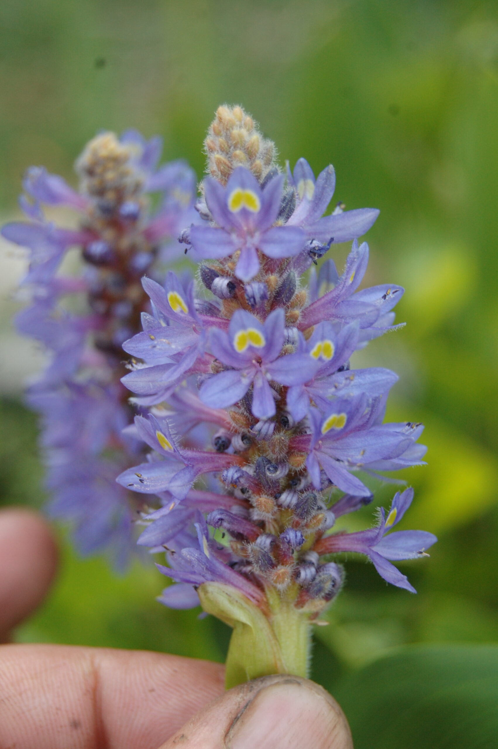 acheter Pontederia Cordata for sale buy on line (7)