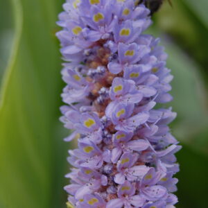 acheter Pontederia Dilatata for sale buy on line (1)