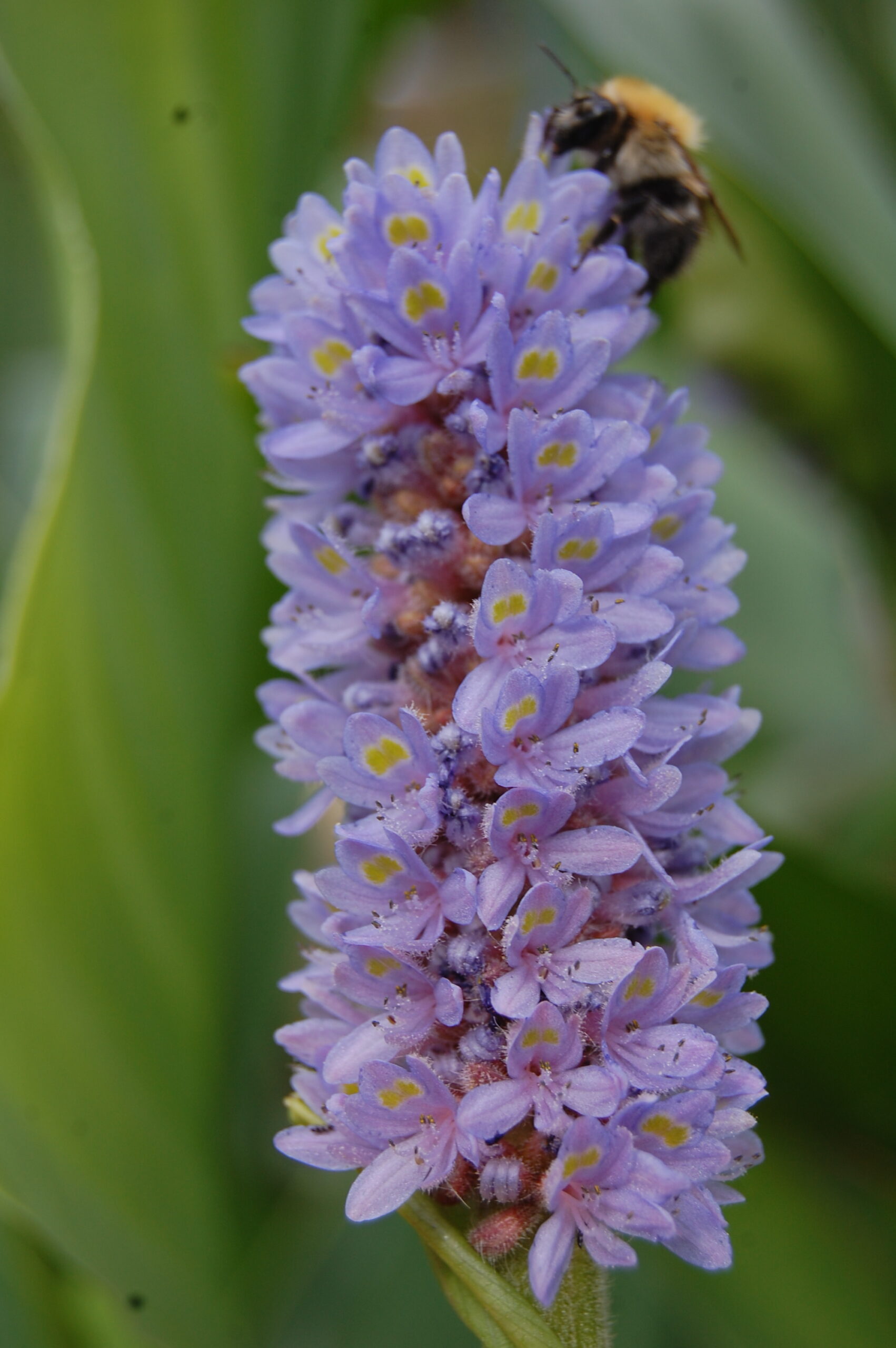 acheter Pontederia Dilatata for sale buy on line (1)