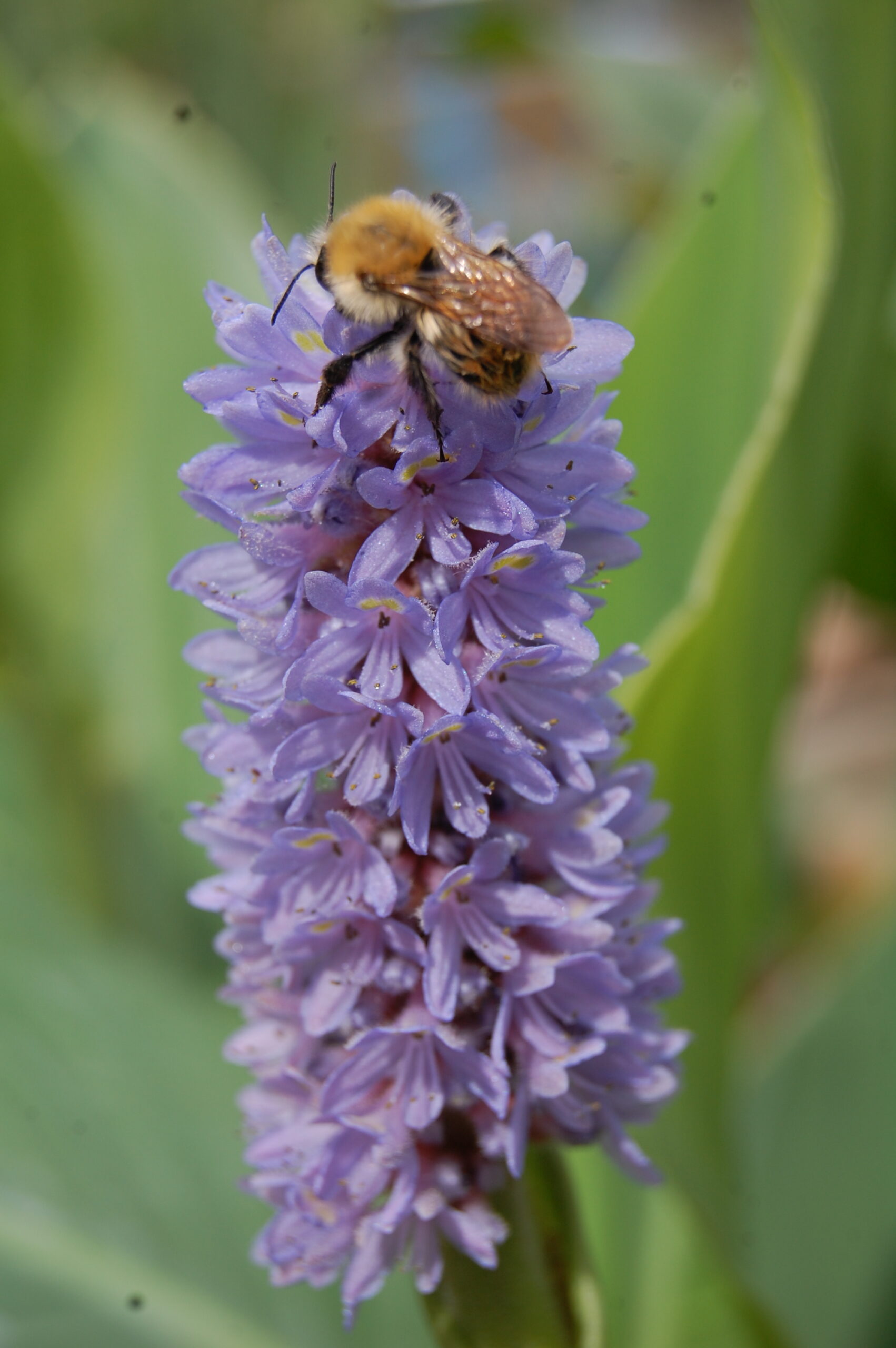 acheter Pontederia Dilatata for sale buy on line (2)
