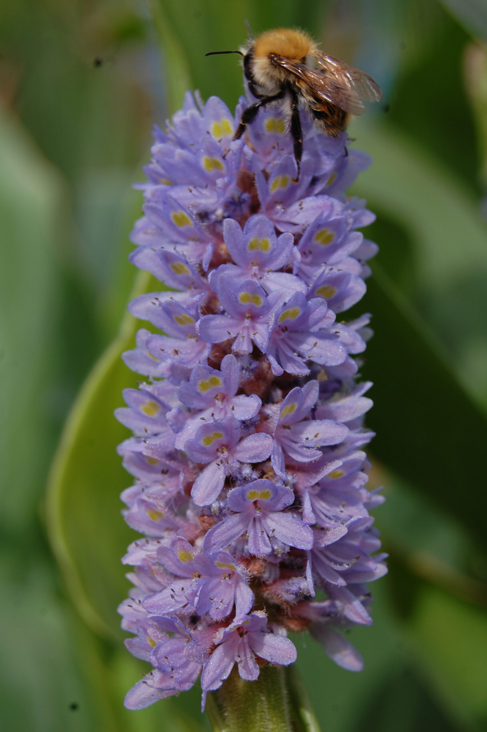 acheter Pontederia Dilatata for sale buy on line (5)