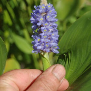 acheter Pontederia Lanceolata for sale buy on line (8)