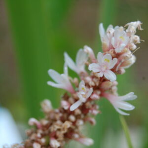 acheter Pontederia Light Pink for sale buy on line (1)