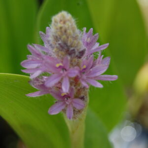 acheter Pontederia Pink Pons for sale buy on line (6)