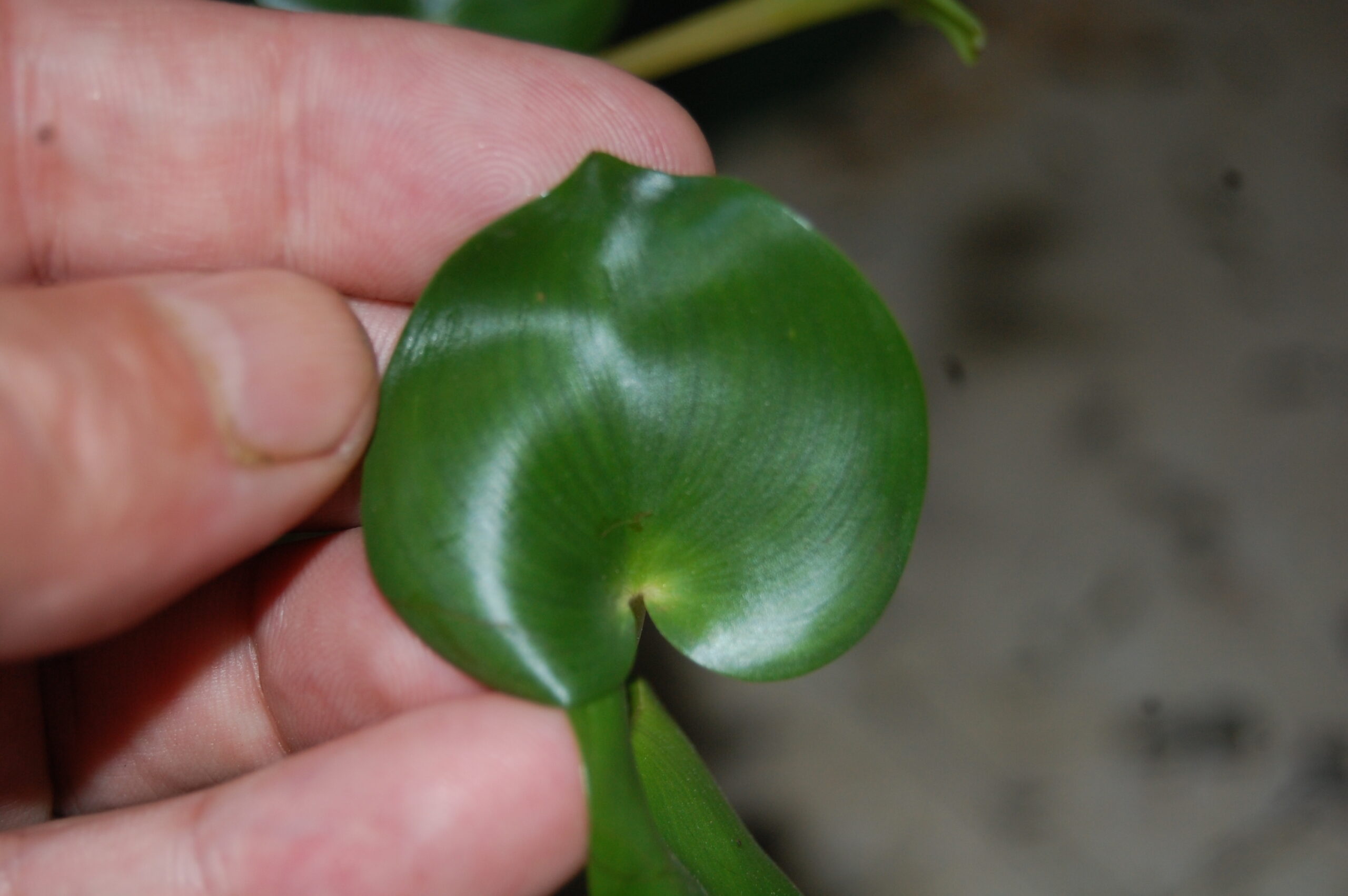 acheter Pontederia Rotundifolia for sale buy on line (1)