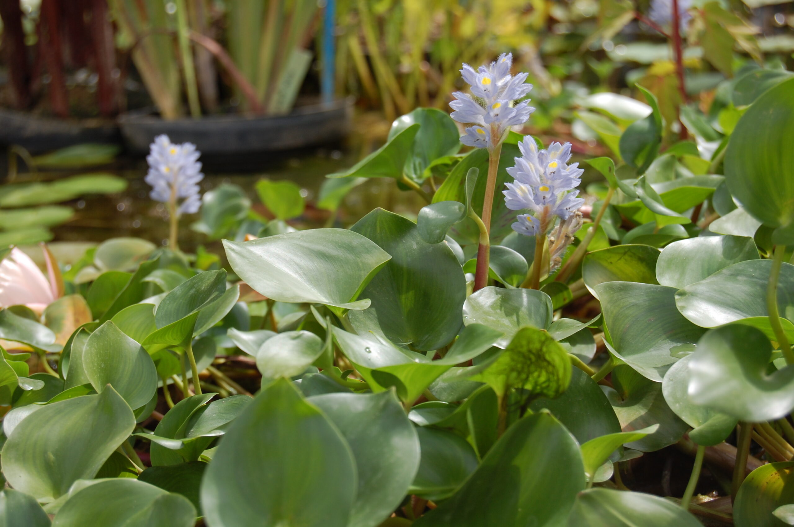 acheter Pontederia Rotundifolia for sale buy on line (11)