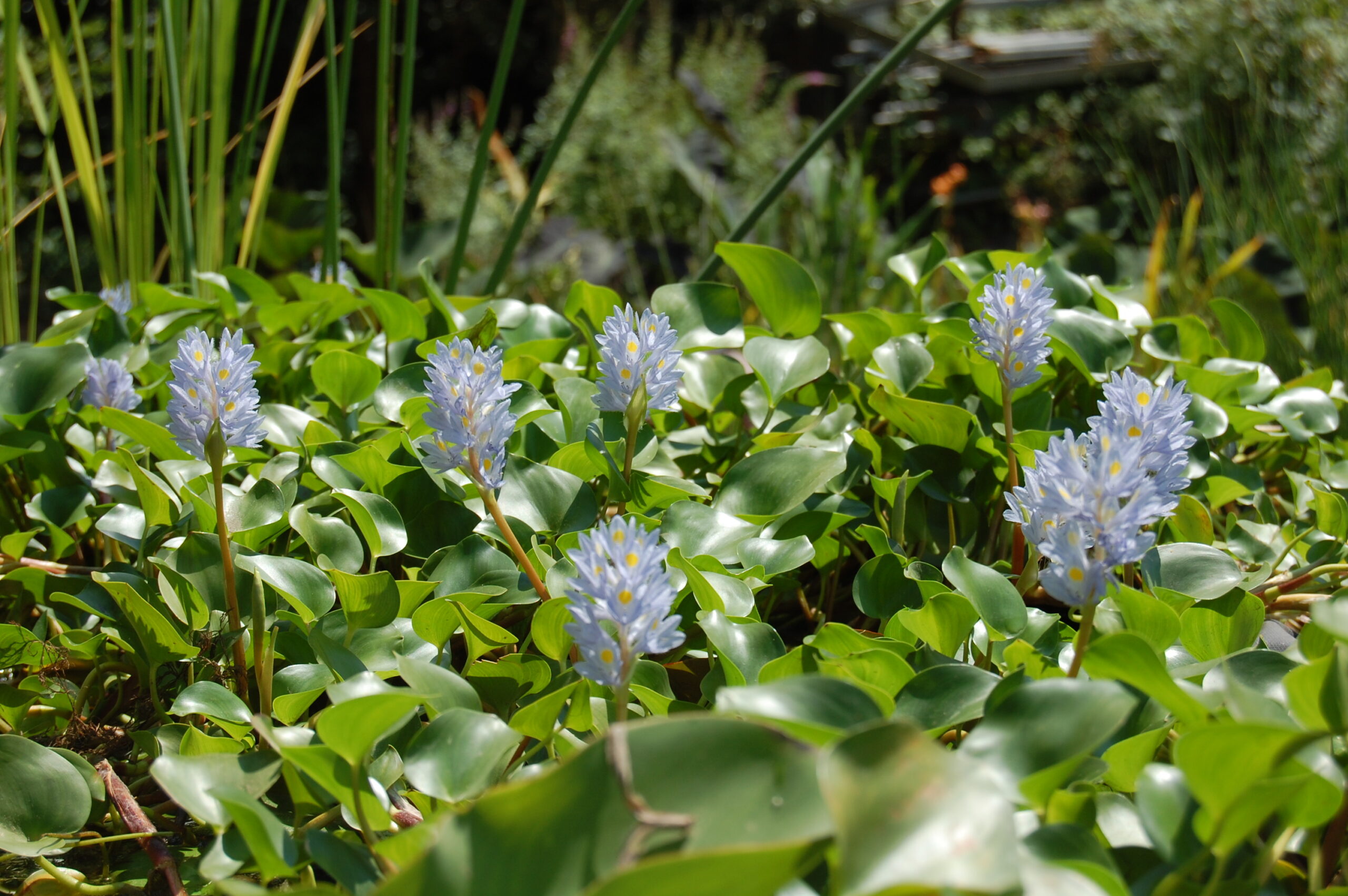 acheter Pontederia Rotundifolia for sale buy on line (16)