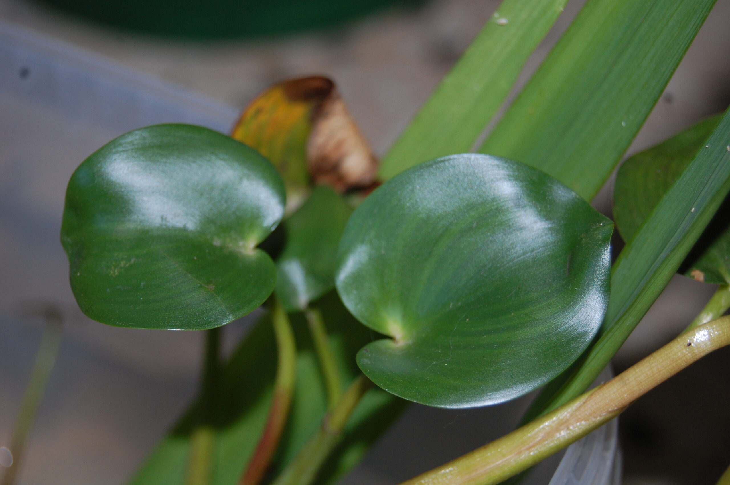acheter Pontederia Rotundifolia for sale buy on line (17)