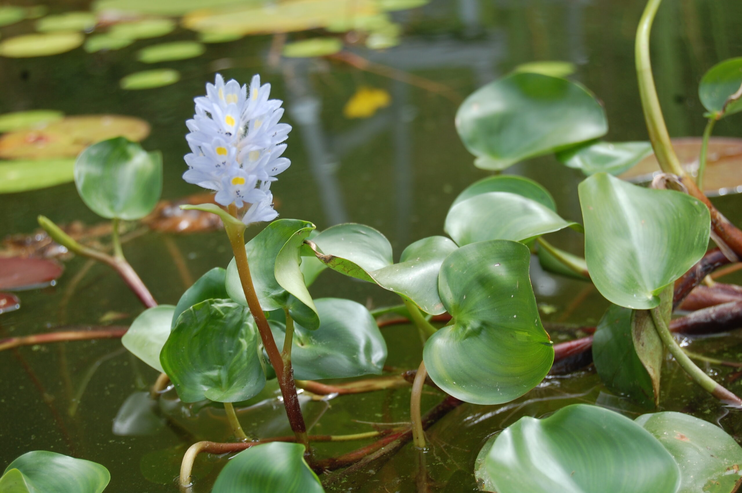 acheter Pontederia Rotundifolia for sale buy on line (2)