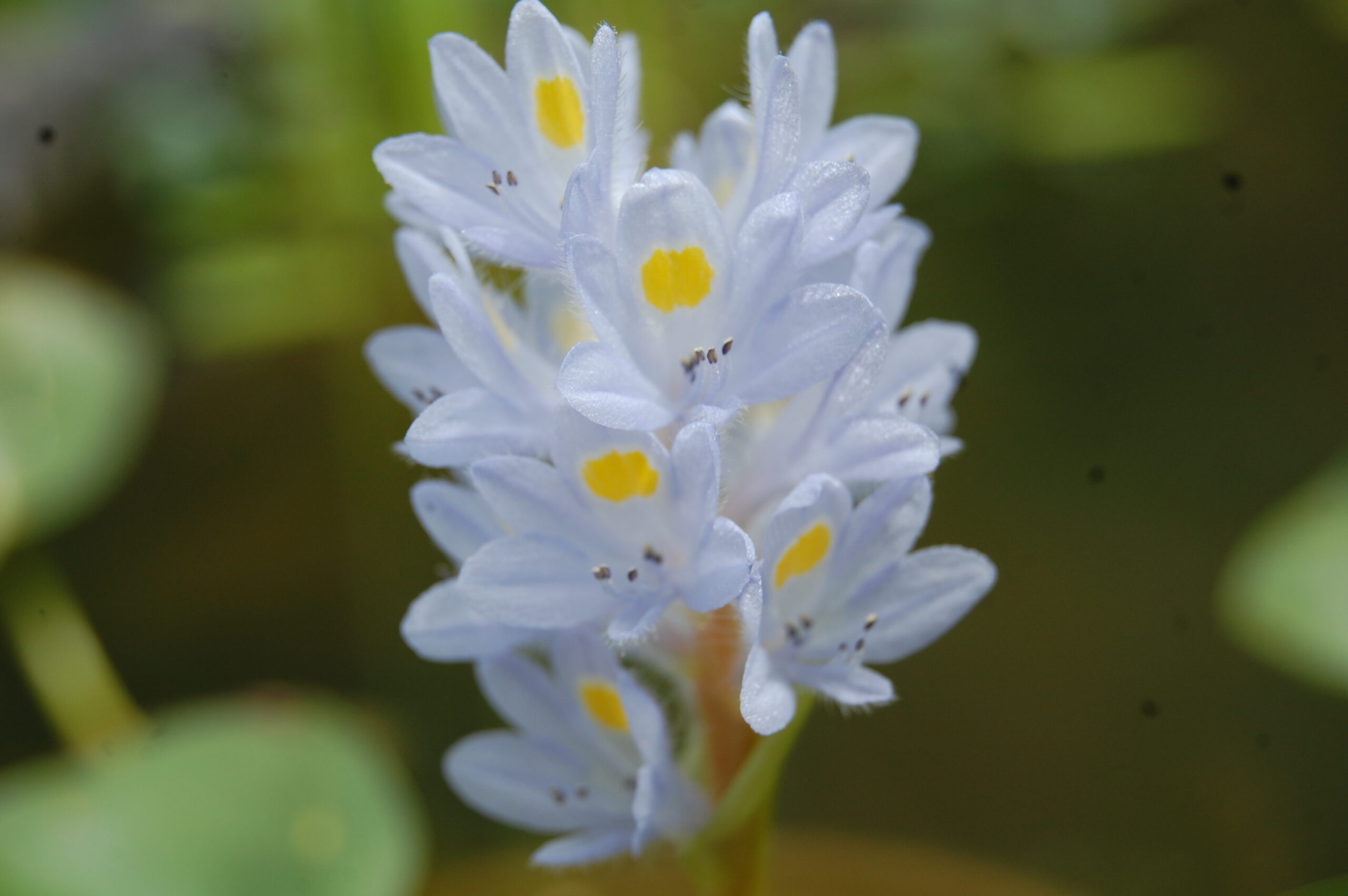 acheter Pontederia Rotundifolia for sale buy on line (4)