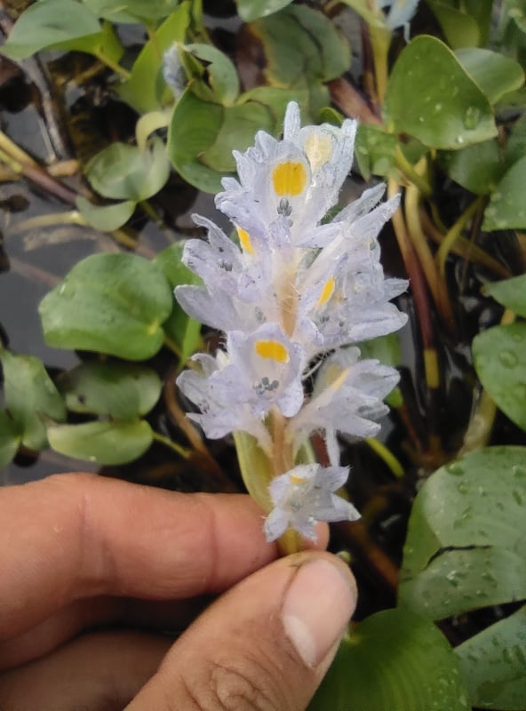 acheter Pontederia Rotundifolia for sale buy on line (5)