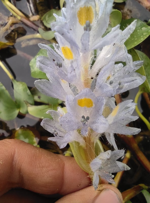 acheter Pontederia Rotundifolia for sale buy on line (7)