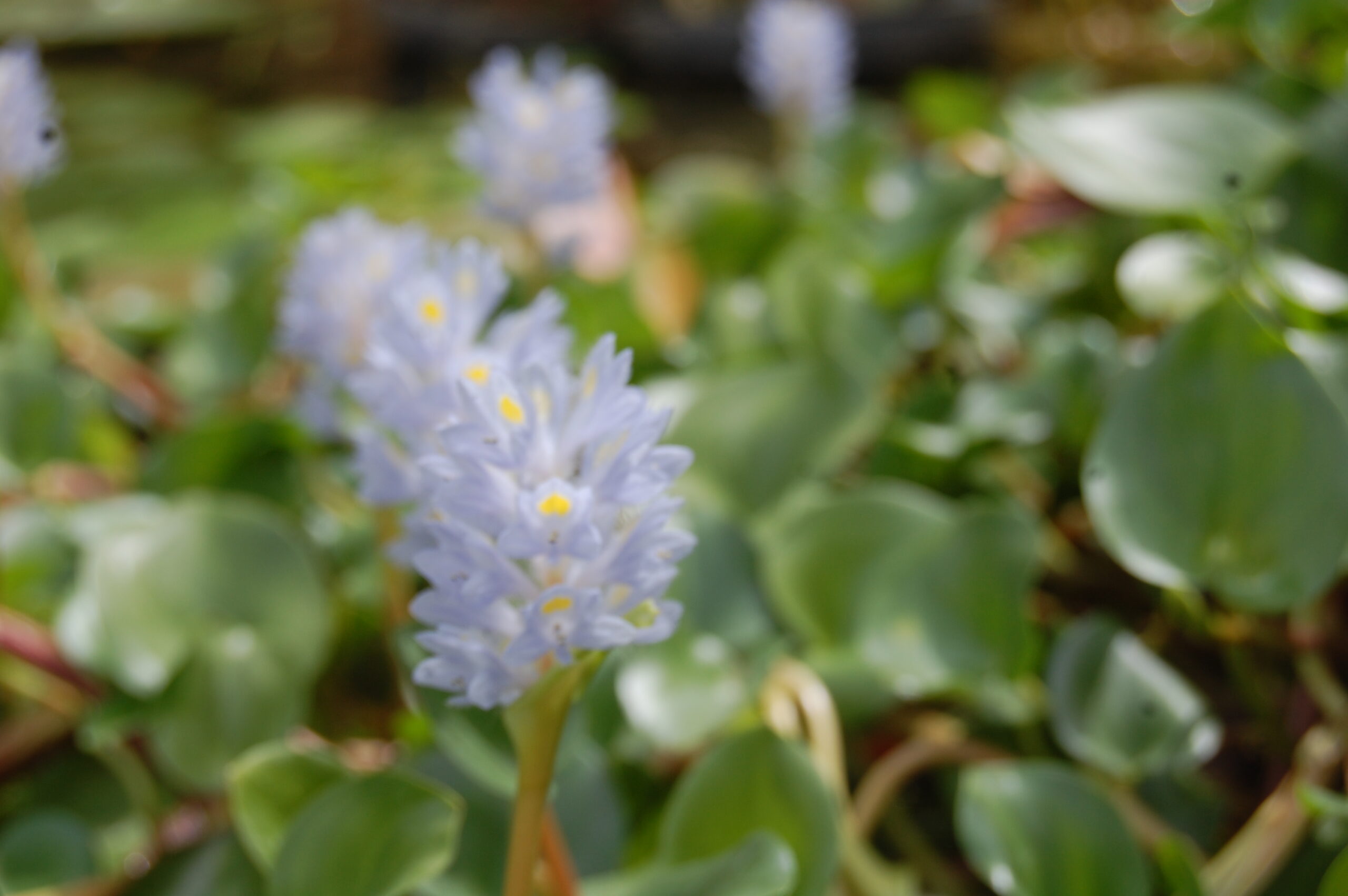 acheter Pontederia Rotundifolia for sale buy on line (9)