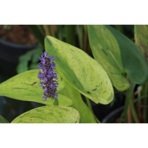 acheter Pontederia Sunsplash for sale buy on line (1)