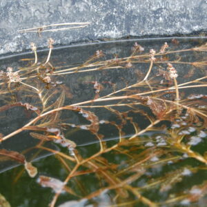 acheter Potamogeton Crepus for sale buy on line (1)