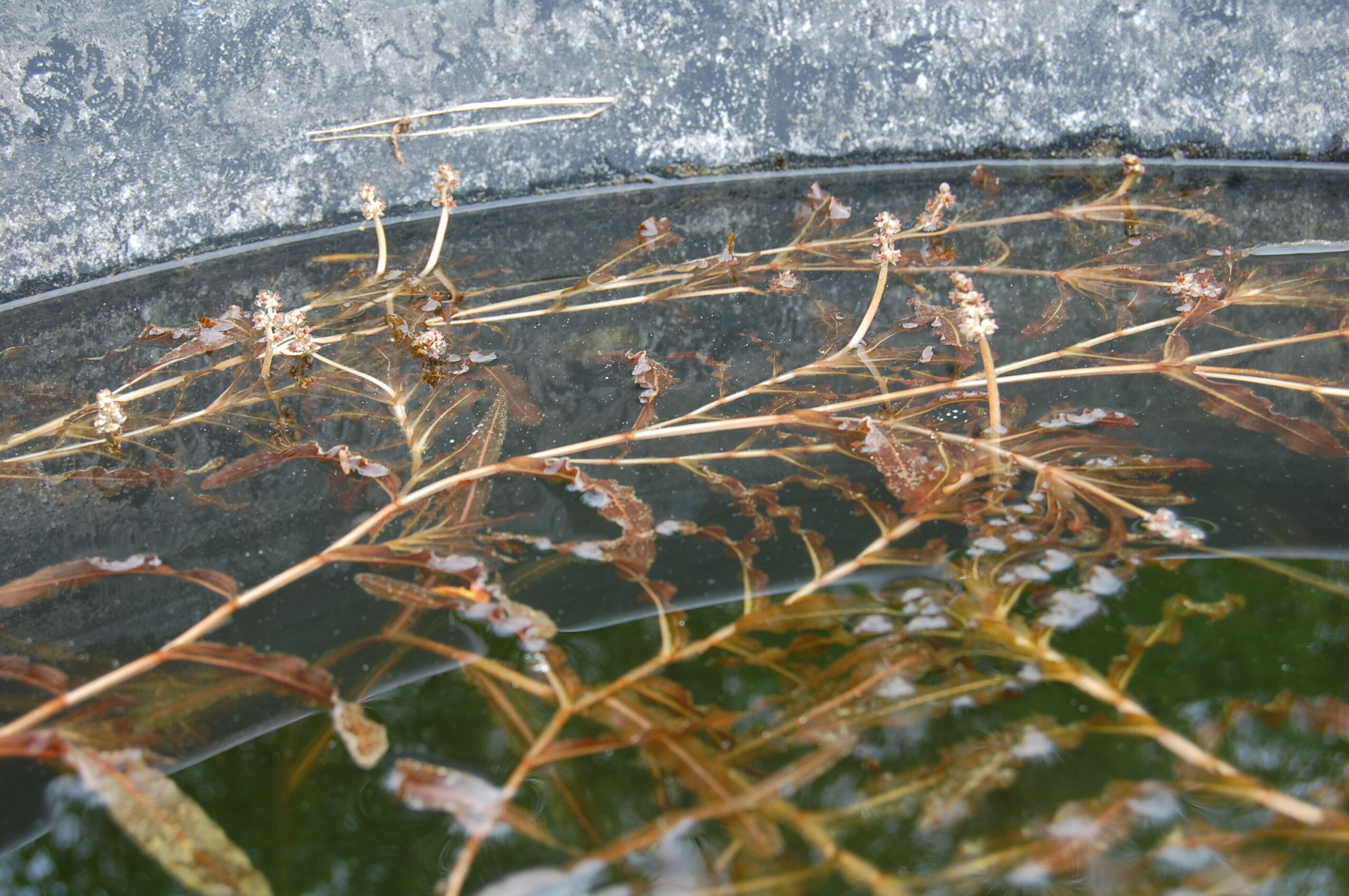 acheter Potamogeton Crepus for sale buy on line (1)
