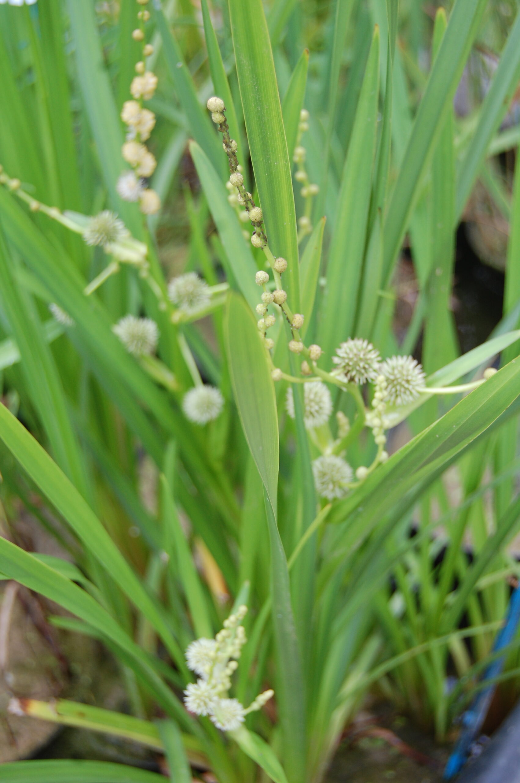 acheter Rubanier Sparganium Erectum for sale buy on line (11)
